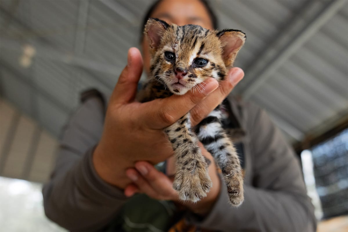 Thailand Cuts Sugarcane Fires, Saves 80% of Leopard Cat Cubs - Image 5