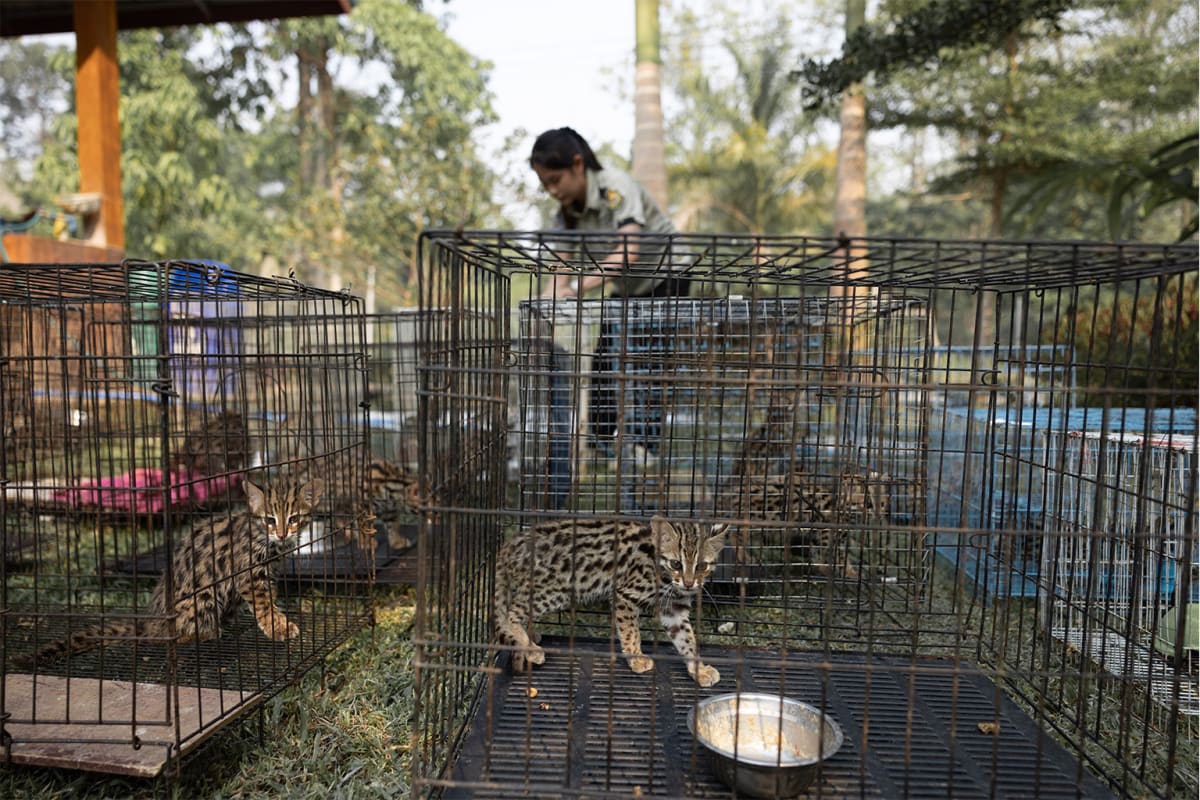 Thailand Cuts Sugarcane Fires, Saves 80% of Leopard Cat Cubs - Image 4