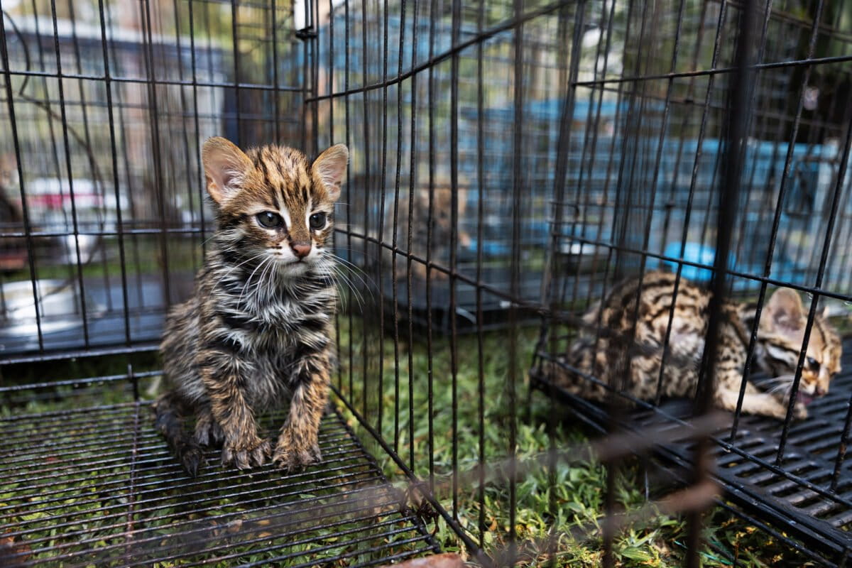 Thailand Cuts Sugarcane Fires, Saves 80% of Leopard Cat Cubs - Image 2