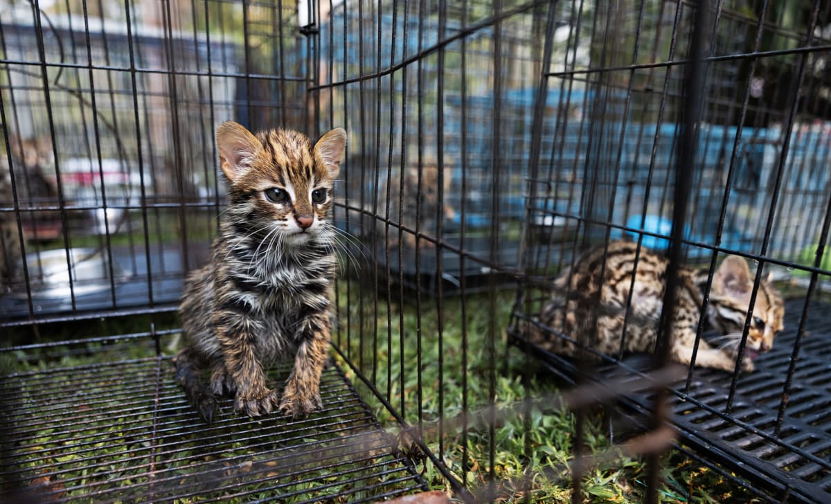 Veterinarian holding small leopard cat cub with visible burns at Thailand rescue center