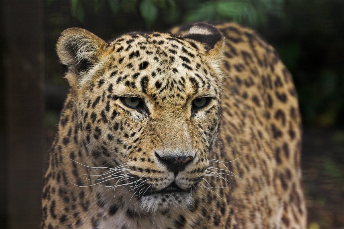 Three-Legged Leopard Crosses Borders, Gives Hope to Species - Image 2