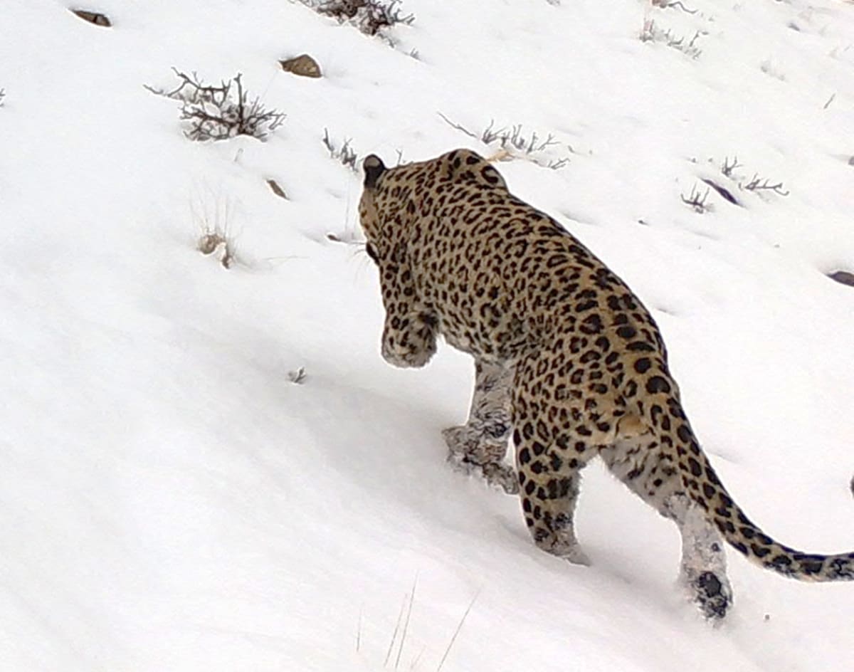 Three-Legged Leopard Crosses Borders, Gives Hope to Species - Image 4