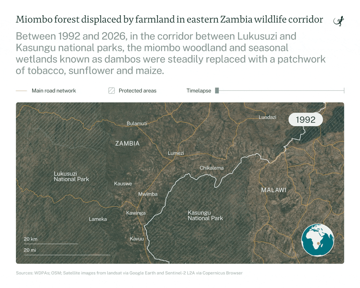 Zambia Farmers Get Satellite Alerts to Dodge Elephant Herds - Image 5
