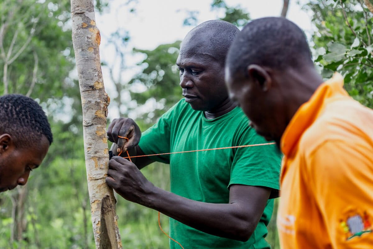 Zambia Farmers Get Satellite Alerts to Dodge Elephant Herds - Image 2