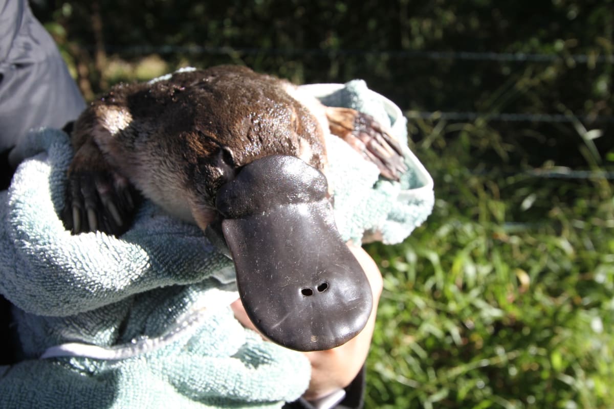 Platypus being released after health assessment and measurement by conservation researchers