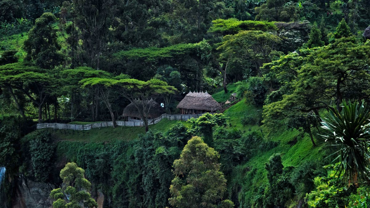 Wild elephants walking through restored montane forest on Uganda's Mount Elgon National Park