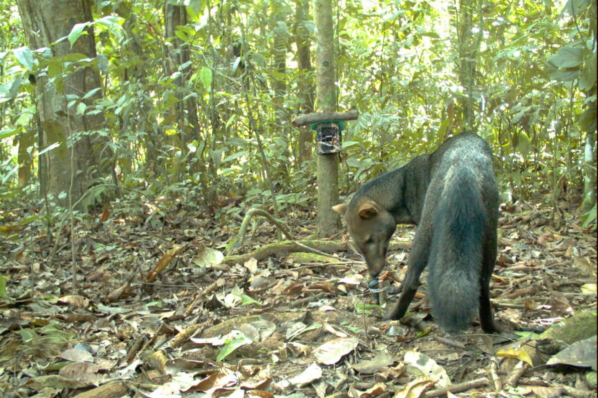 Amazon's 'Ghost Dog' Reveals Healthiest Forests in Bolivia - Image 2