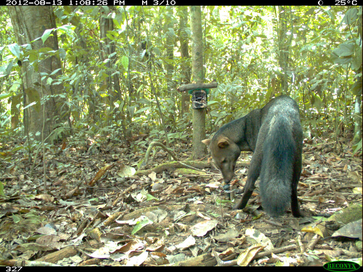 Amazon's 'Ghost Dog' Reveals Healthiest Forests in Bolivia