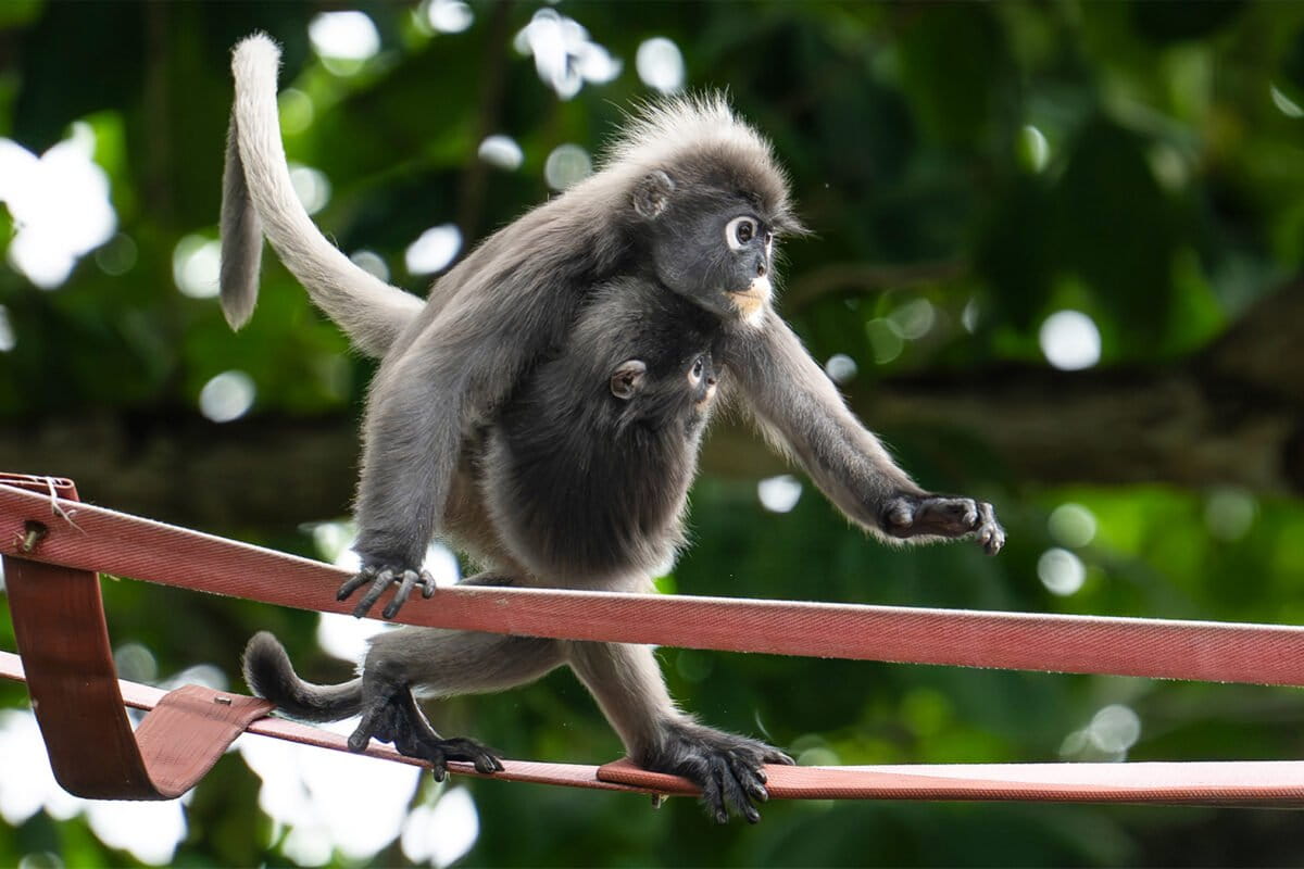 Malaysia Builds Bridge to Save Endangered Langurs - Image 2