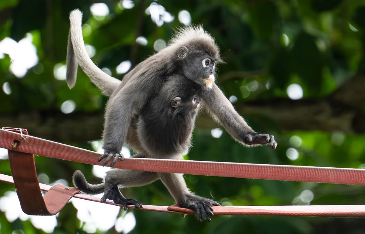 Malaysia Builds Bridge to Save Endangered Langurs