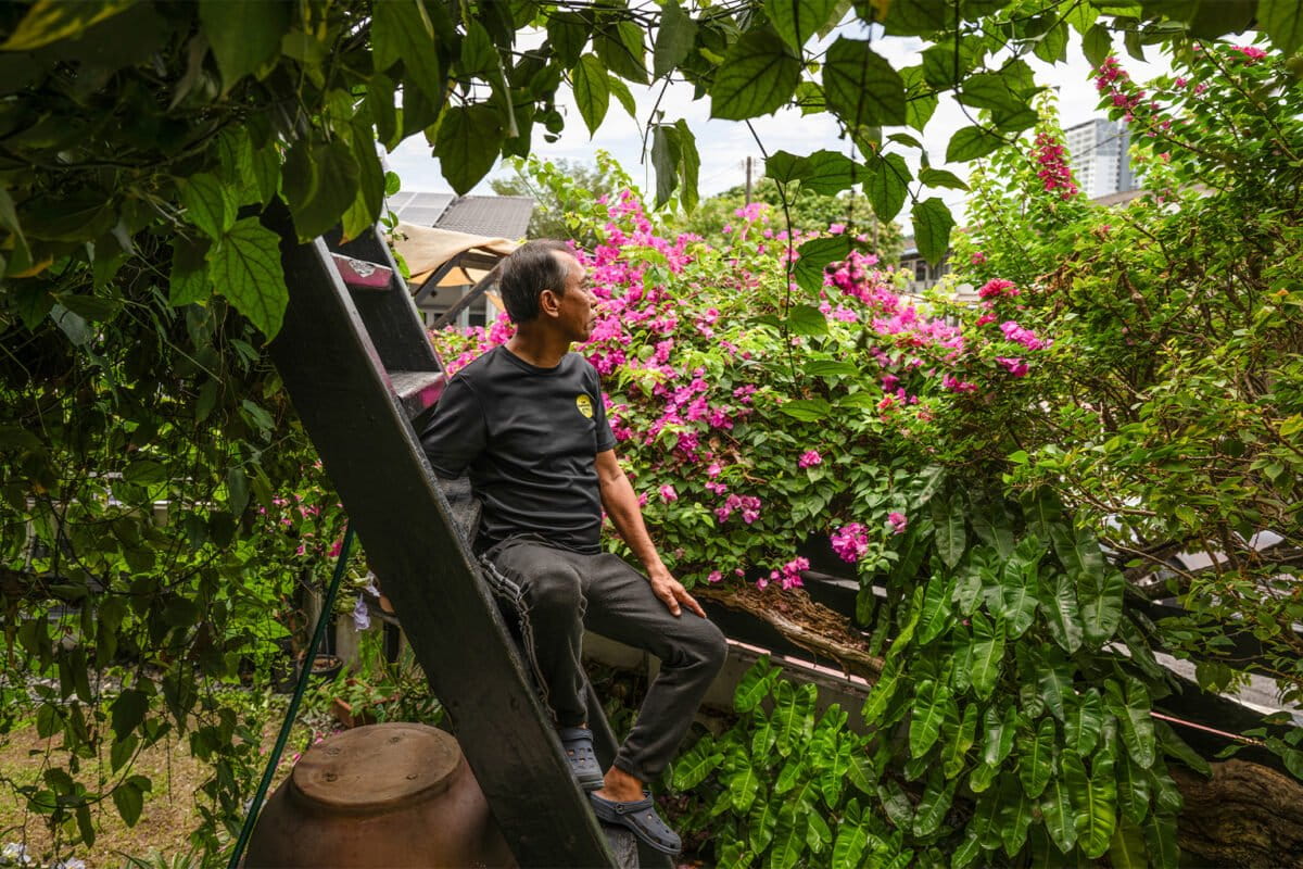 Malaysia Builds Bridge to Save Endangered Langurs - Image 4