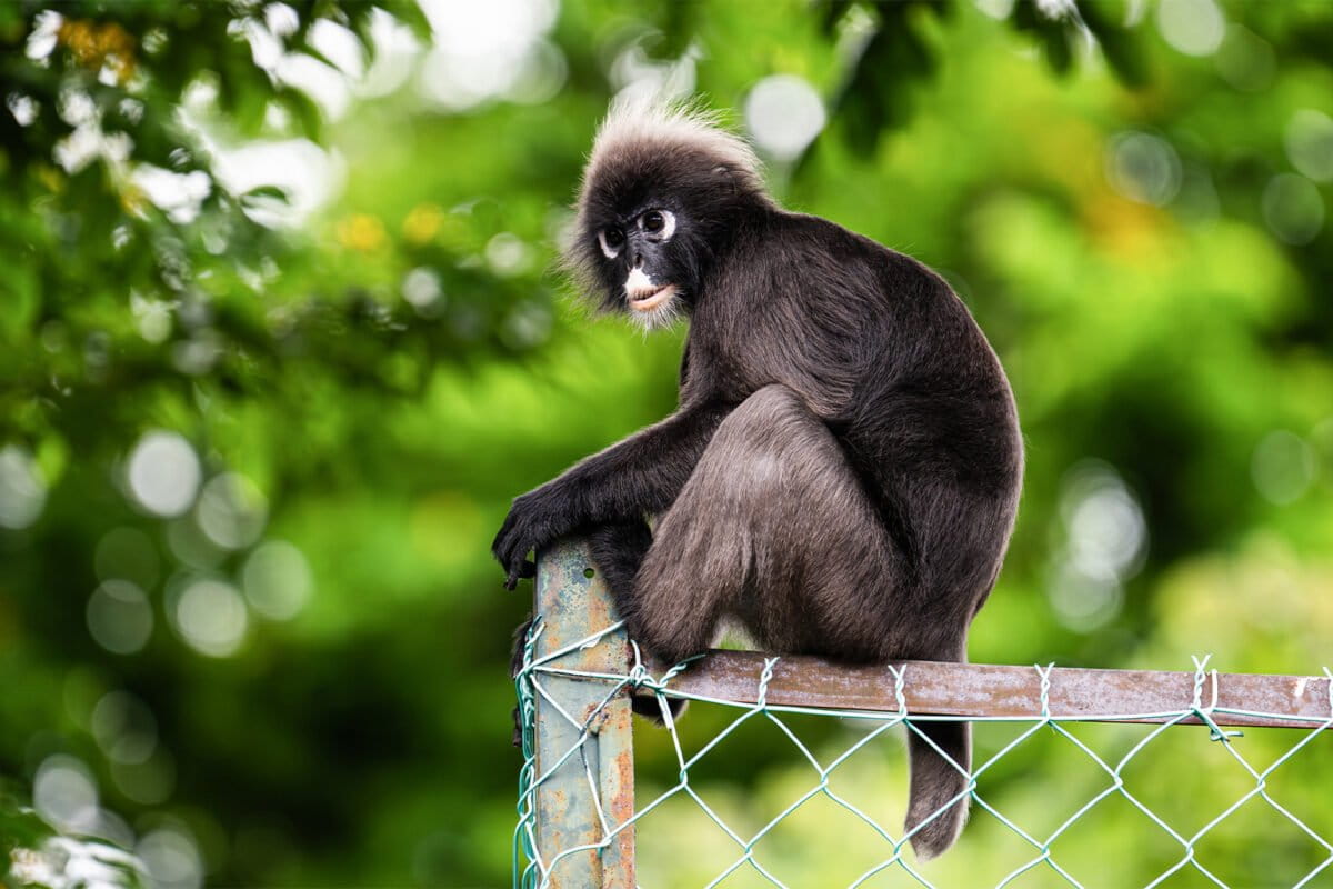Malaysia Builds Bridge to Save Endangered Langurs - Image 5