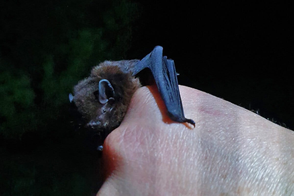 New Zealand Volunteers Tripled to Save Tiny Native Bats - Image 2