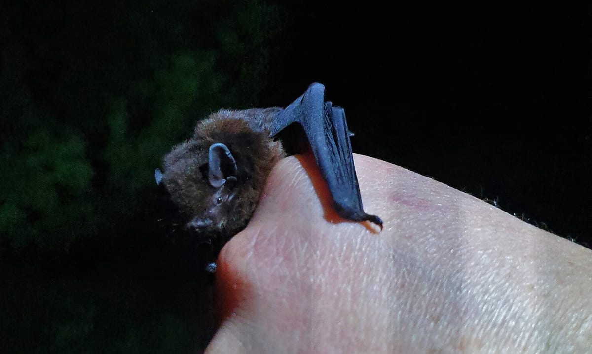New Zealand Volunteers Tripled to Save Tiny Native Bats