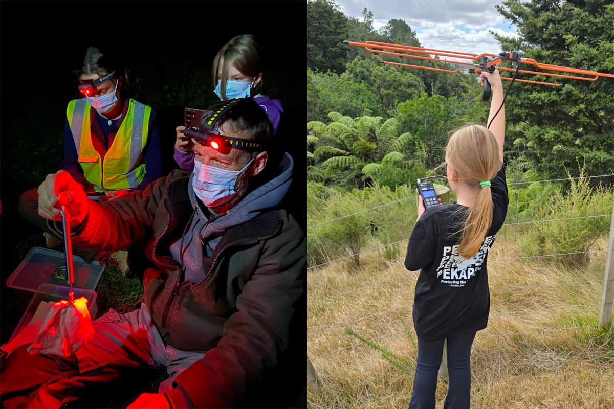 New Zealand Volunteers Tripled to Save Tiny Native Bats - Image 3