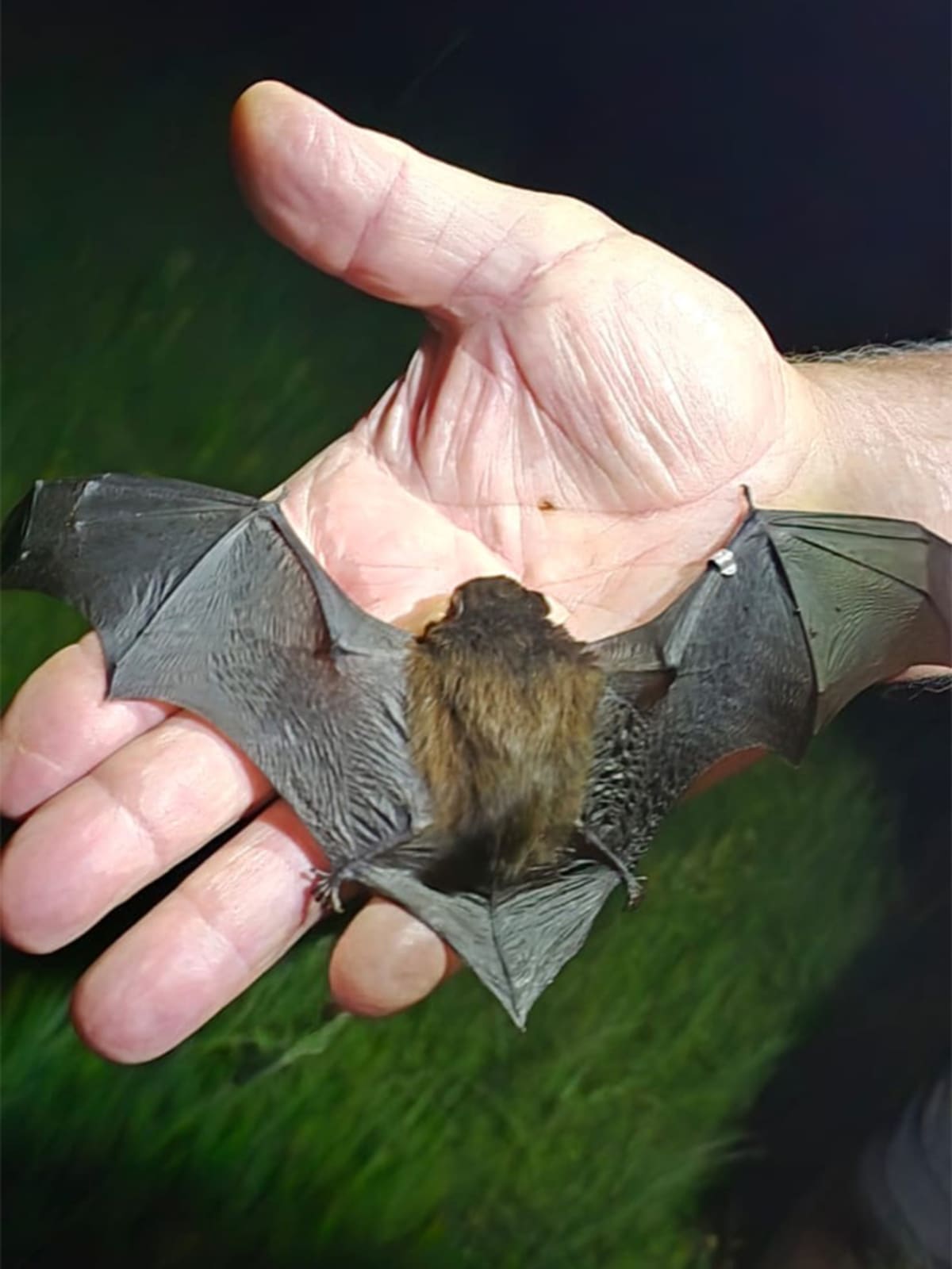 New Zealand Volunteers Tripled to Save Tiny Native Bats - Image 4