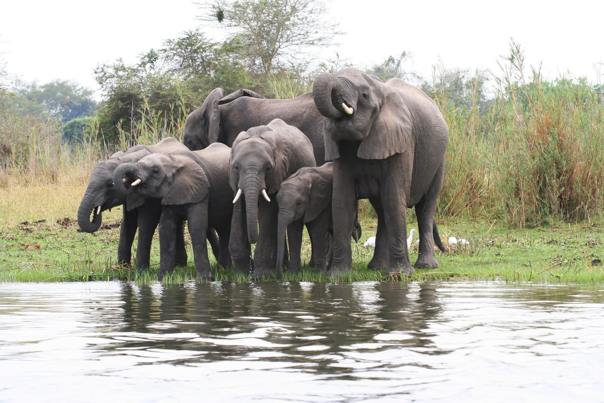 Electric Fences Help Elephants and Farmers Share Zambia Land