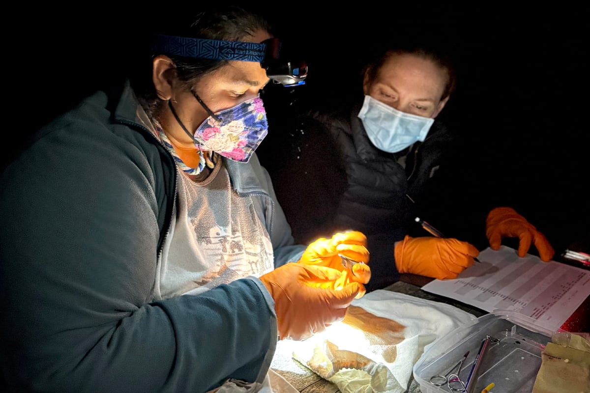 New Zealand Volunteers Tripled to Save Tiny Native Bats - Image 5