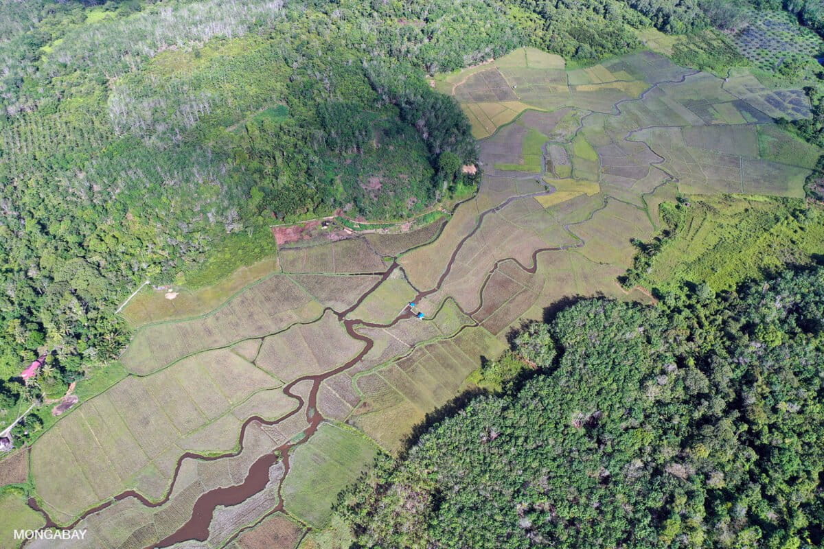 Small farming plots bordered by green customary forest in West Kalimantan, Indonesia