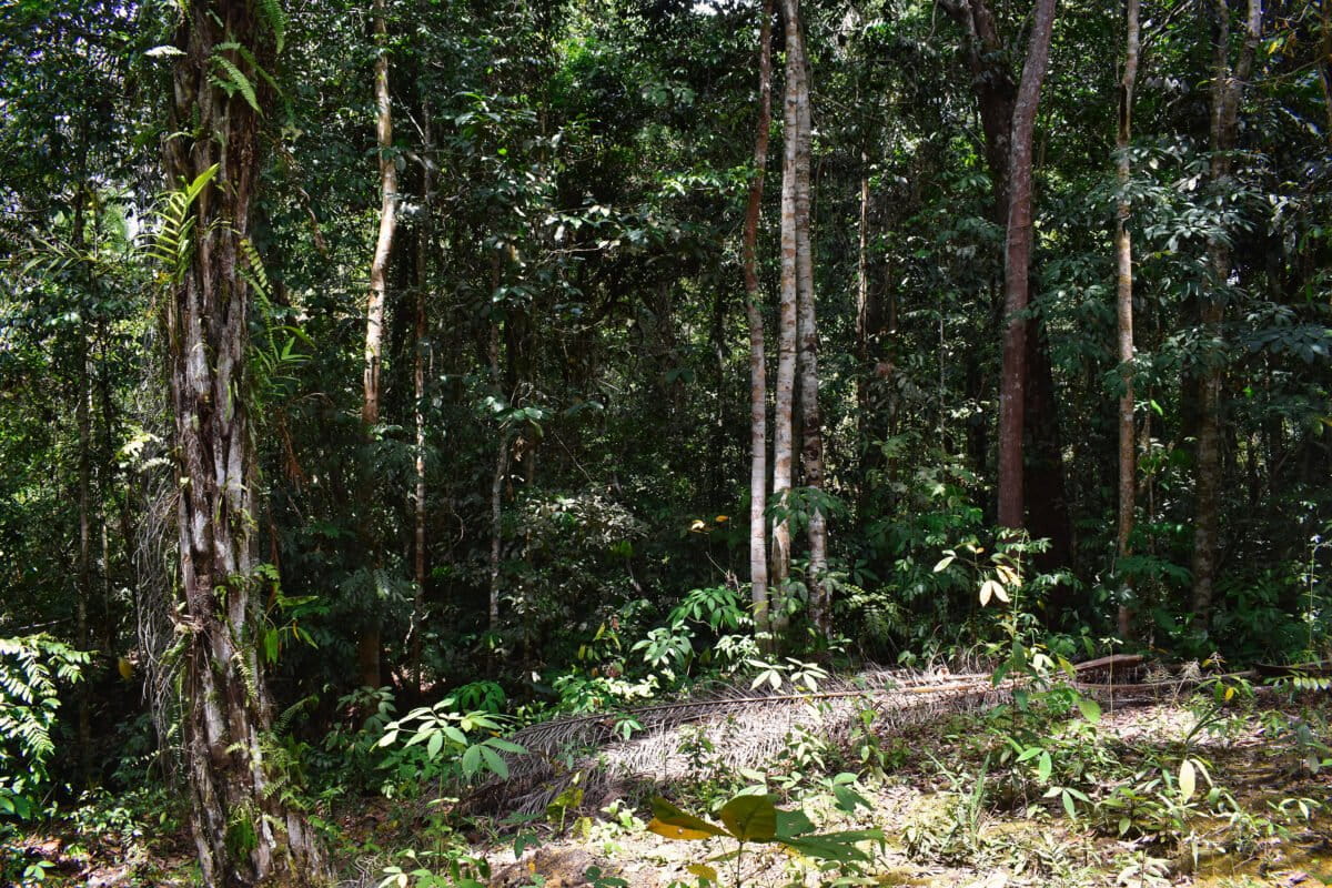 New Toolkit Helps Forest Farmers Protect Trees and Income - Image 3