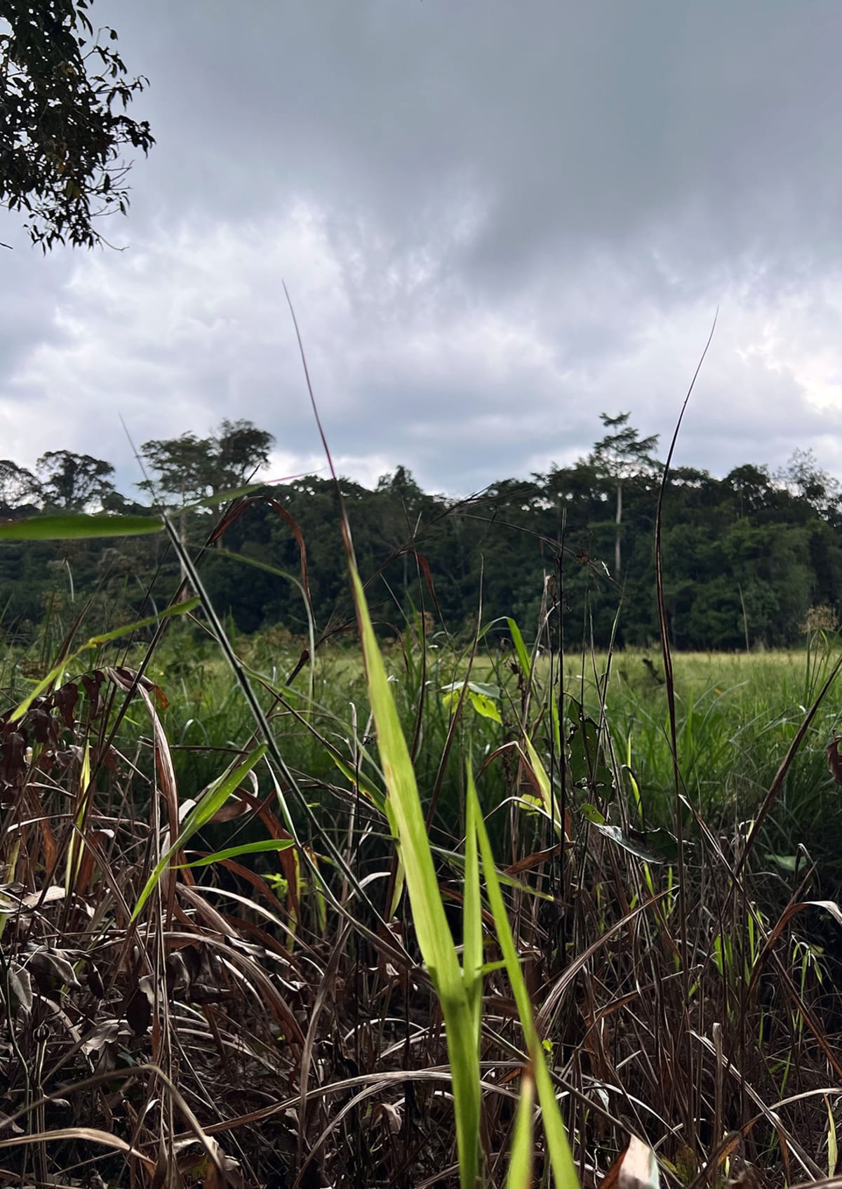New Toolkit Helps Forest Farmers Protect Trees and Income - Image 4