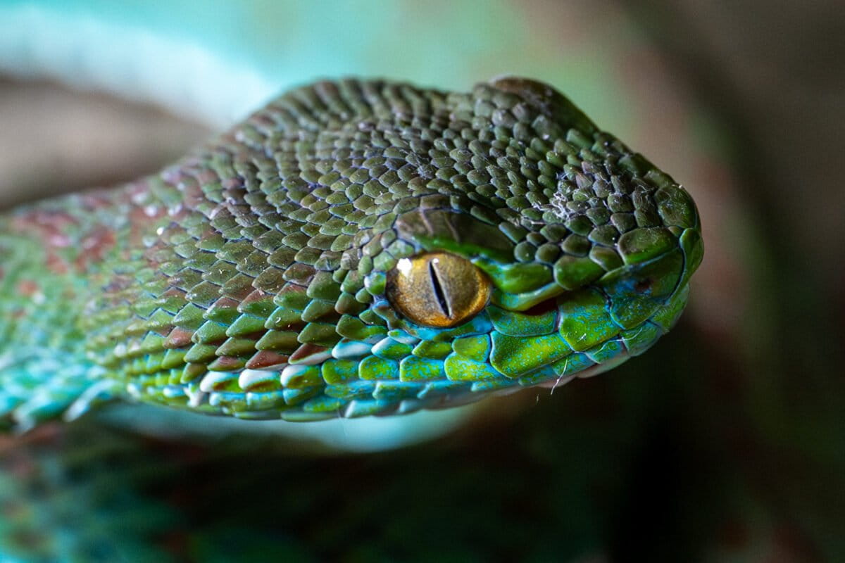 Scientists Find 11 New Species in Cambodian Caves - Image 2