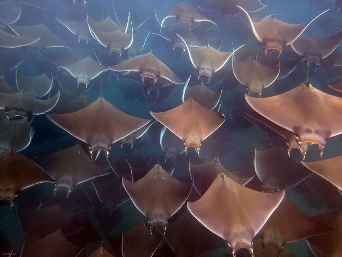 Thousands of Mobula Rays Gather Off Mexico's Coast - Image 4