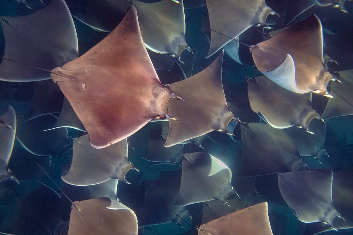 Thousands of Mobula Rays Gather Off Mexico's Coast - Image 2