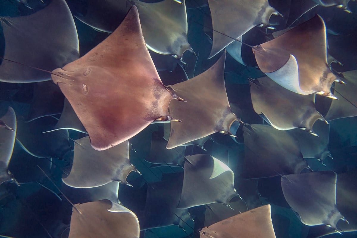 Underwater view of dozens of mobula rays swimming together in clear blue waters off Mexico coast