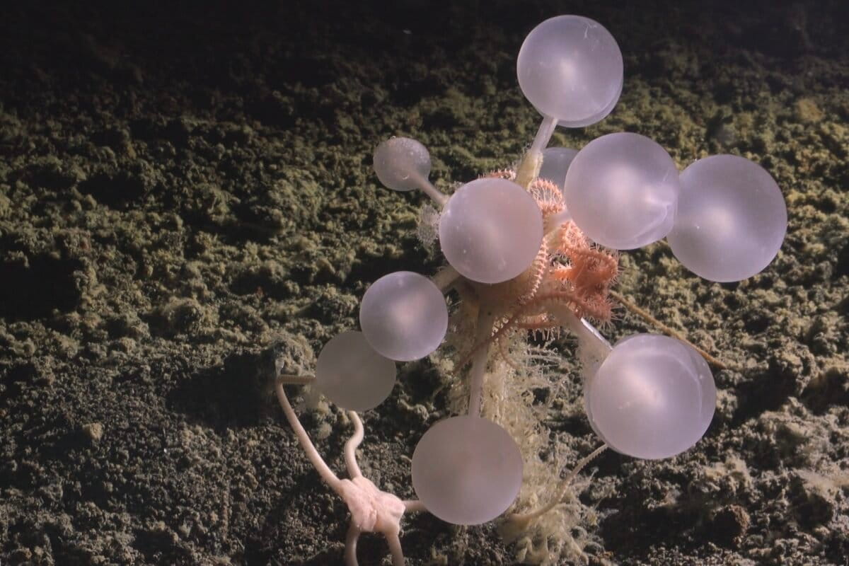 Scientists Discover 1,121 New Ocean Species in Just One Year - Image 2
