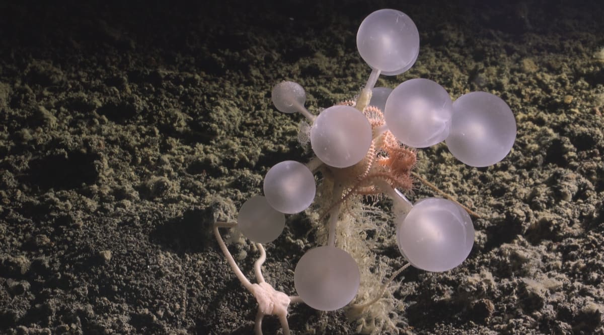 Scientists Discover 1,121 New Ocean Species in Just One Year