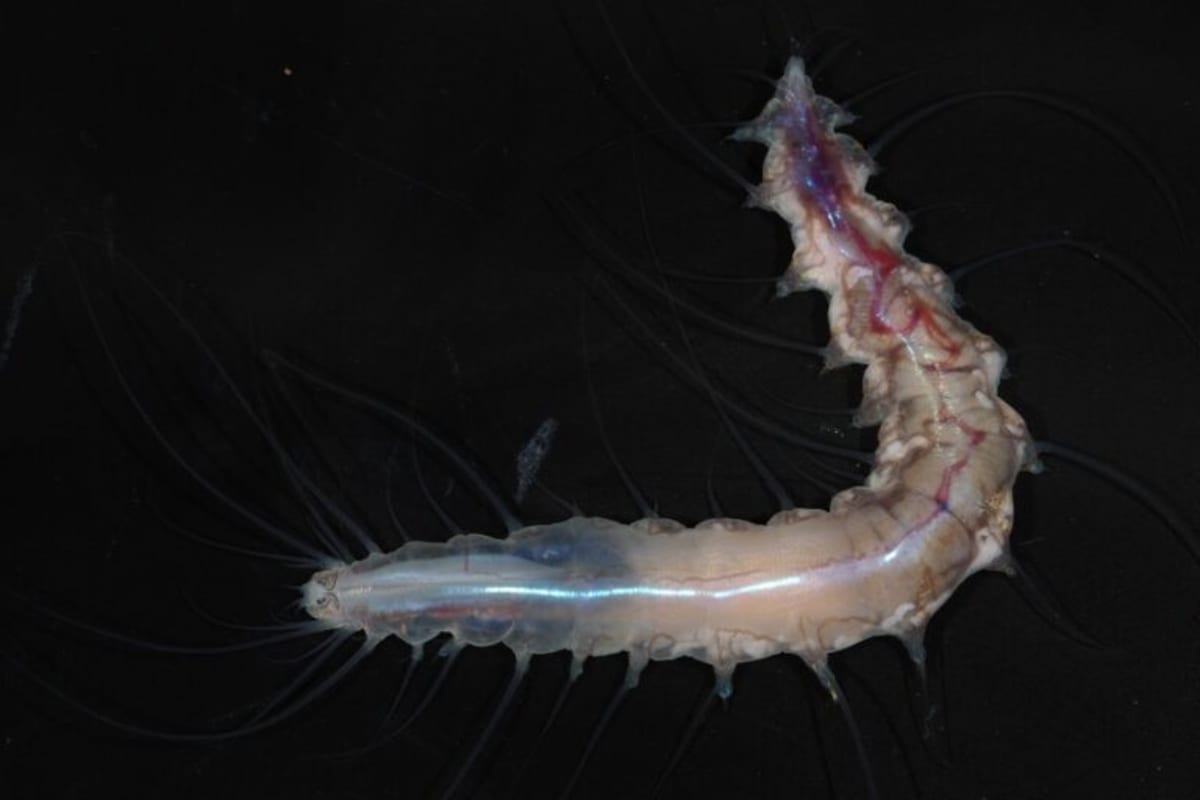 Scientists Discover 1,121 New Ocean Species in Just One Year - Image 4