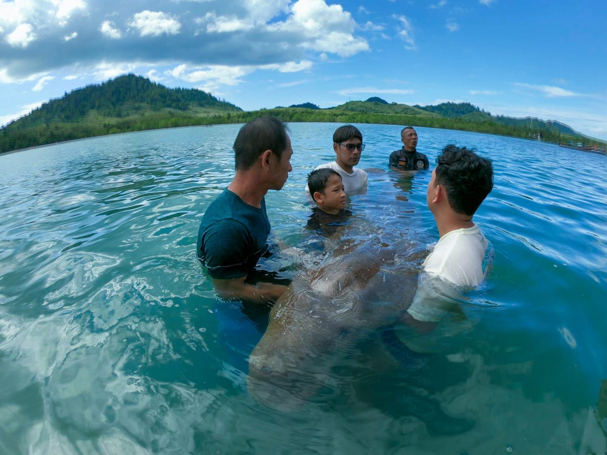 Thai Island Community Fights Back to Save Beloved Dugongs