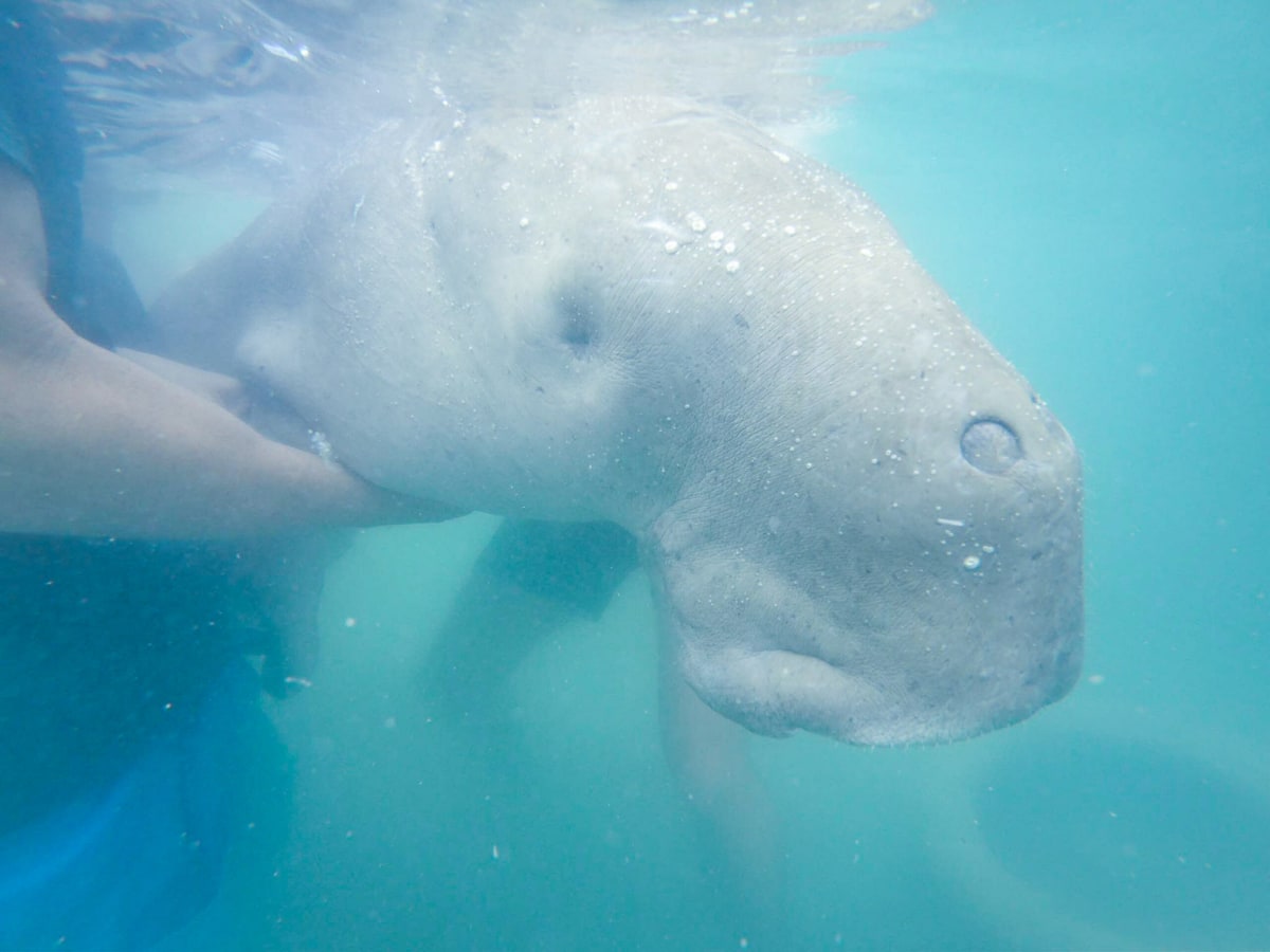 Thai Island Community Fights Back to Save Beloved Dugongs - Image 5