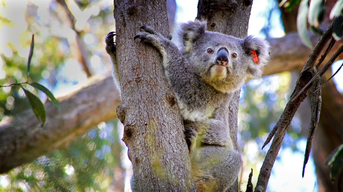 Australia Builds Wildlife Bridge Over Busy Highway - Image 3