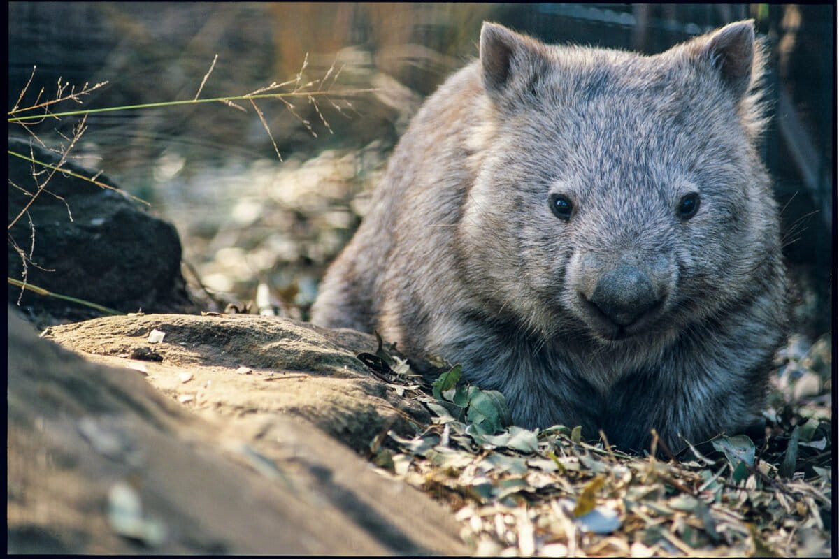 Australia Builds Wildlife Bridge Over Busy Highway - Image 2