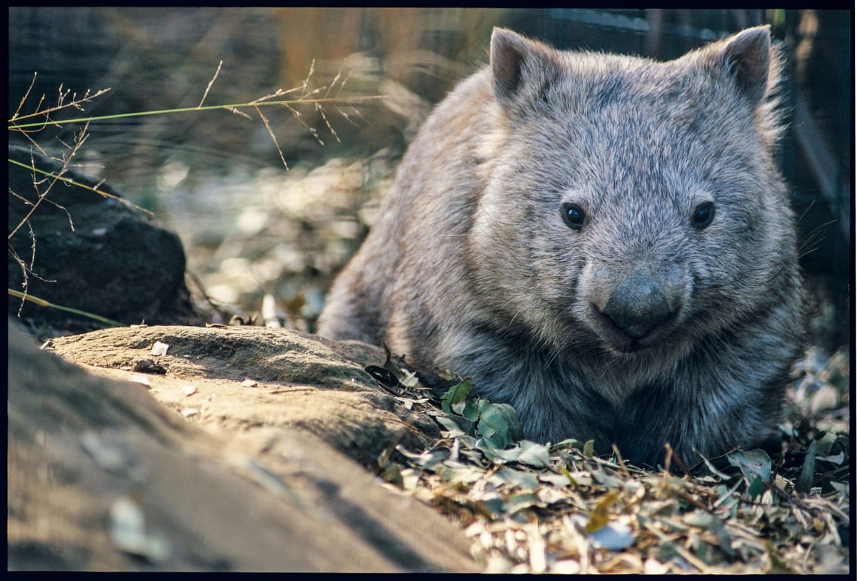Australia Builds Wildlife Bridge Over Busy Highway