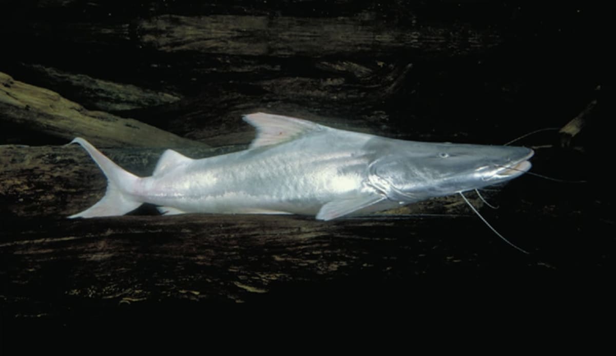 5 Amazon Nations Unite to Save Migratory Catfish - Image 5