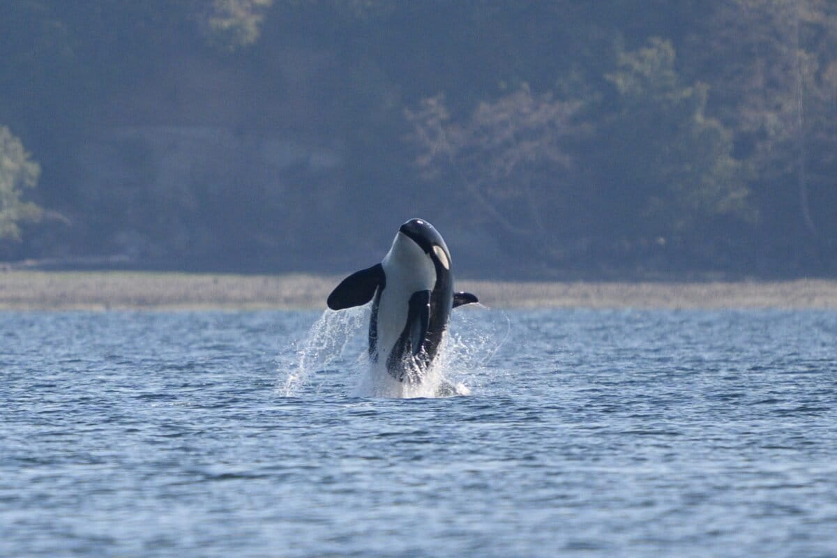 AI Helps Save 76 Endangered Orcas from Underwater Noise - Image 2