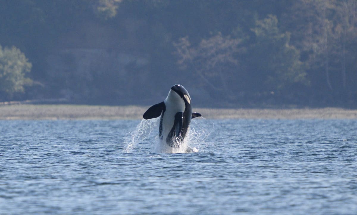 AI Helps Save 76 Endangered Orcas from Underwater Noise