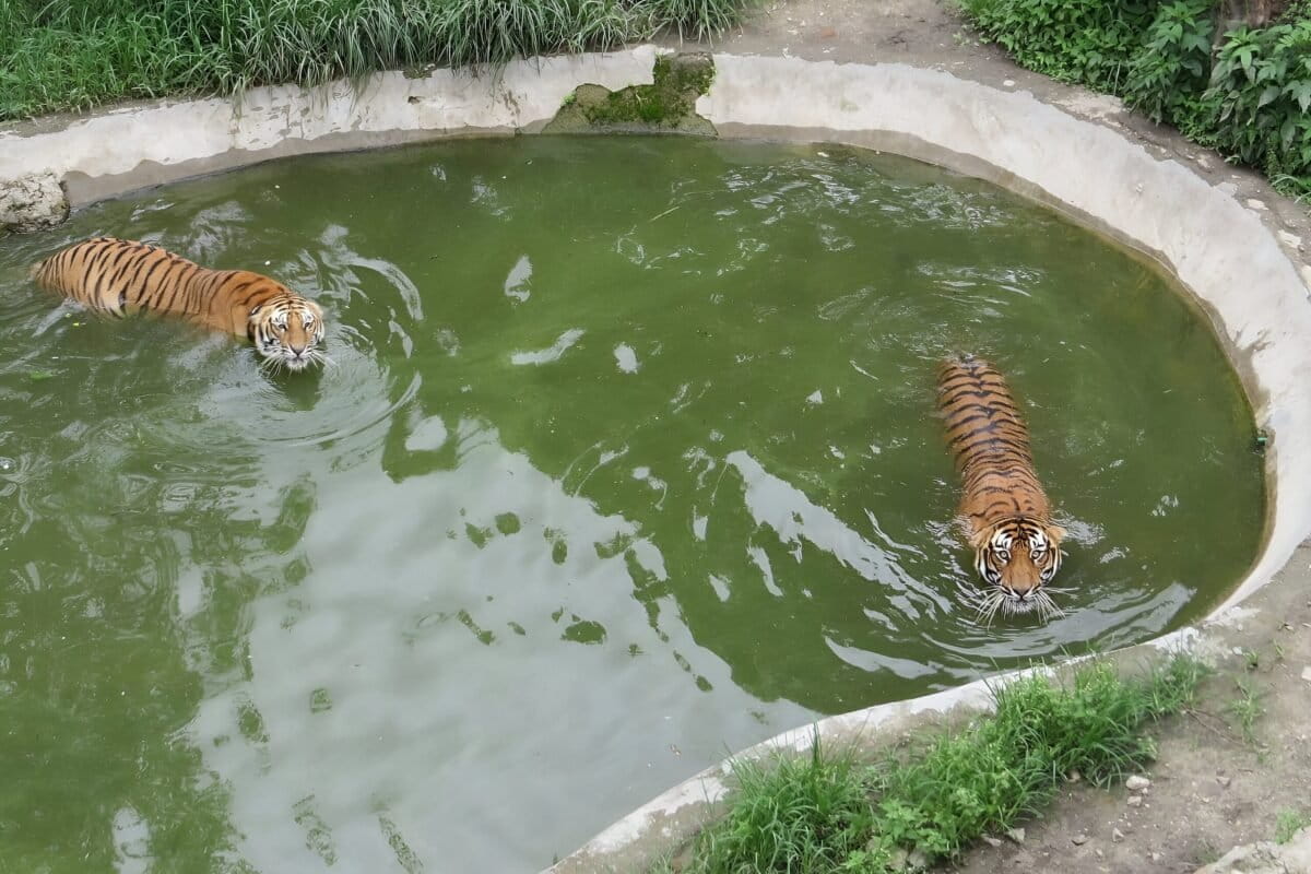 Nepal's $66M Zoo Project Gets Conservation Expert Takeover - Image 2