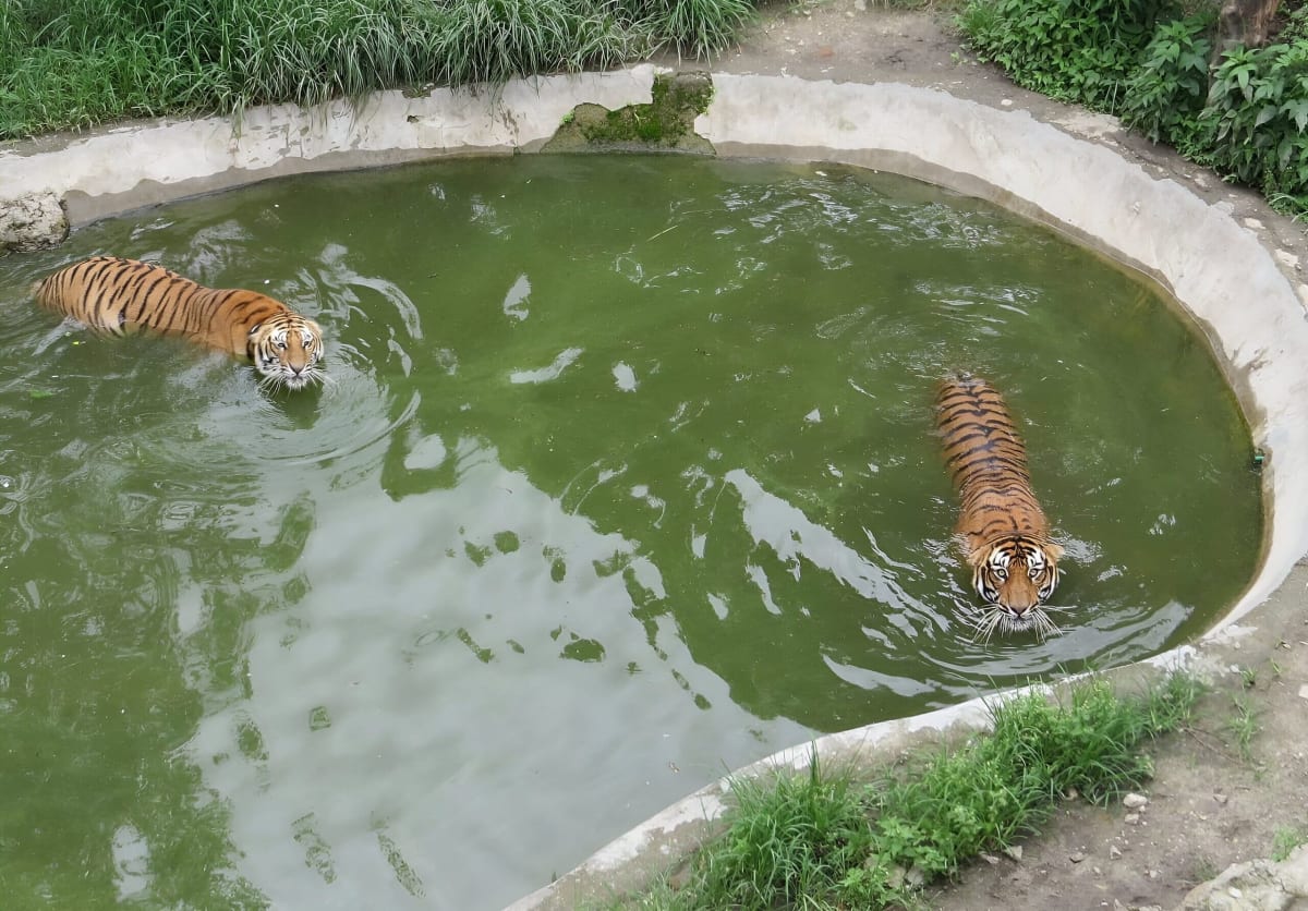 One-horned rhinoceros at the Central Zoo in Kathmandu, Nepal managed by conservation trust