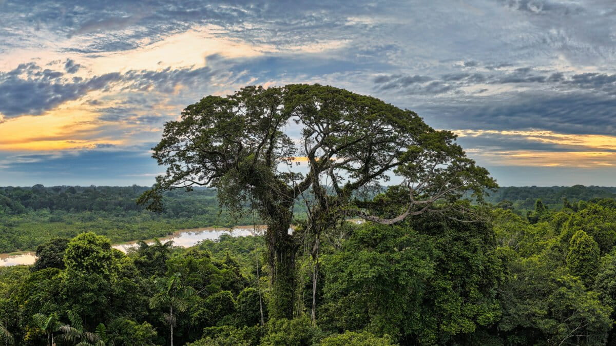 Brazil Shows Amazon Protection Can Work With Right Tools - Image 4