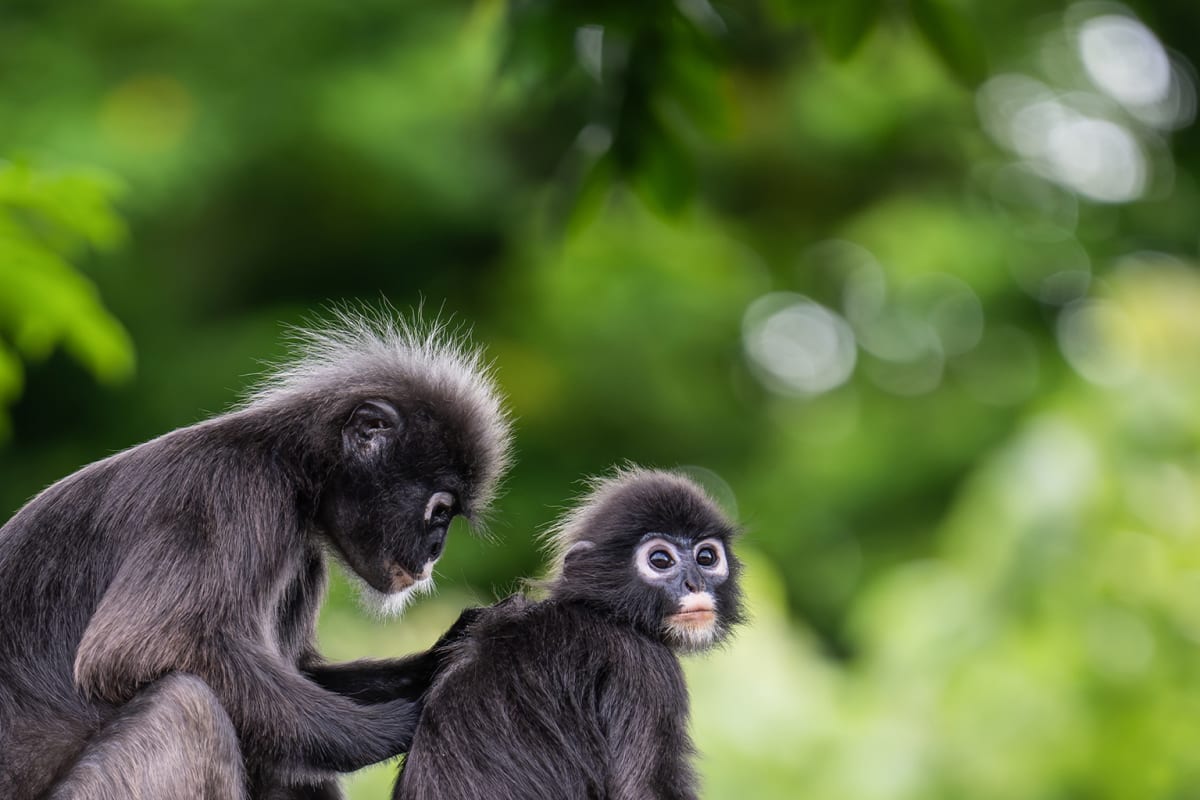 Fire Hoses Now Save Endangered Monkeys in Malaysia - Image 4