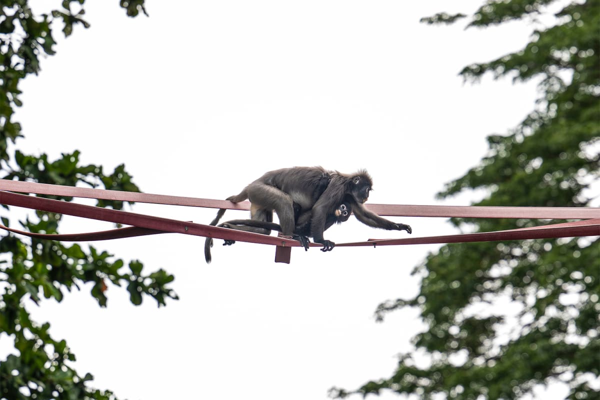Fire Hoses Now Save Endangered Monkeys in Malaysia - Image 5
