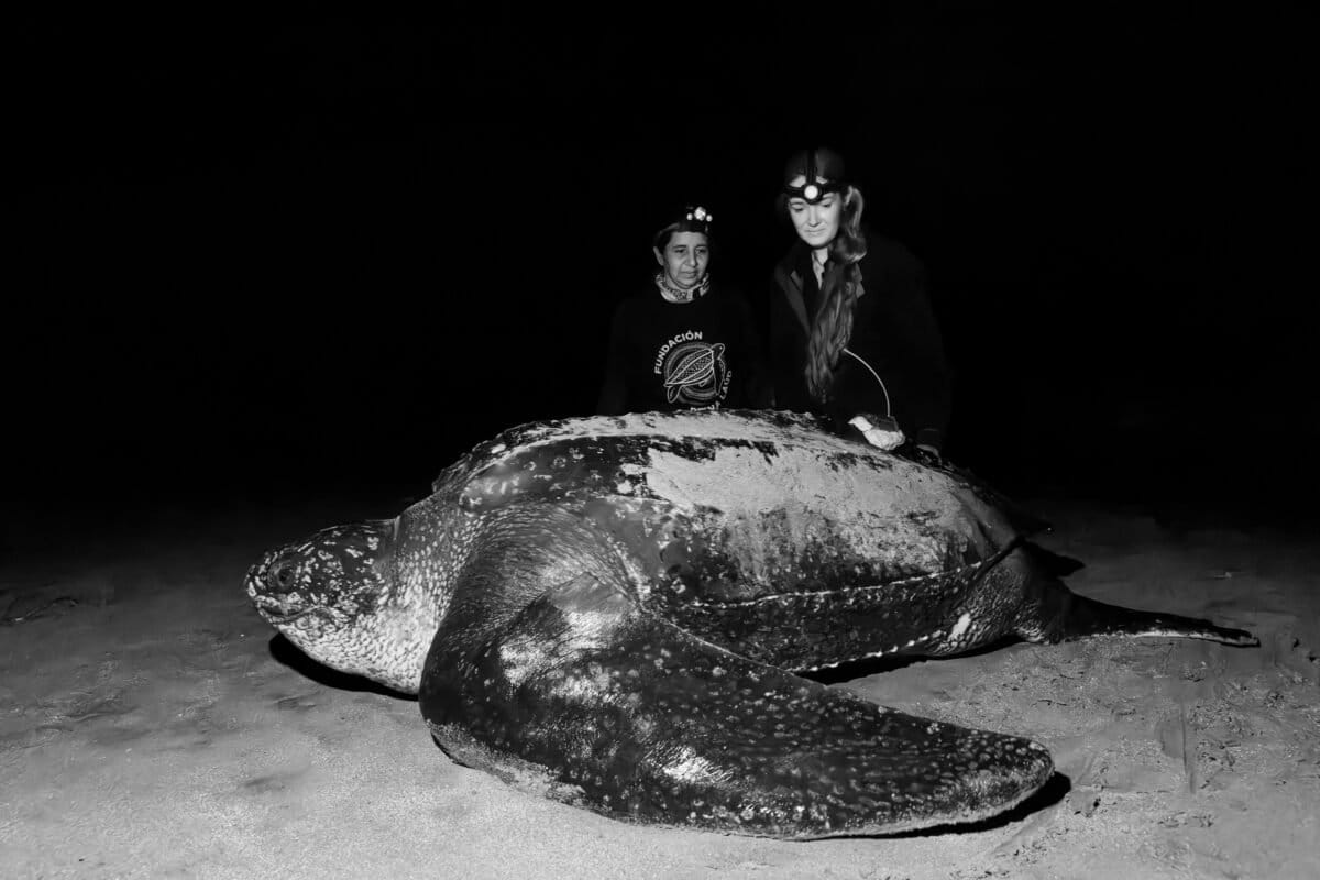 Scientists Tag First Nesting Leatherback Turtle in Ecuador - Image 2