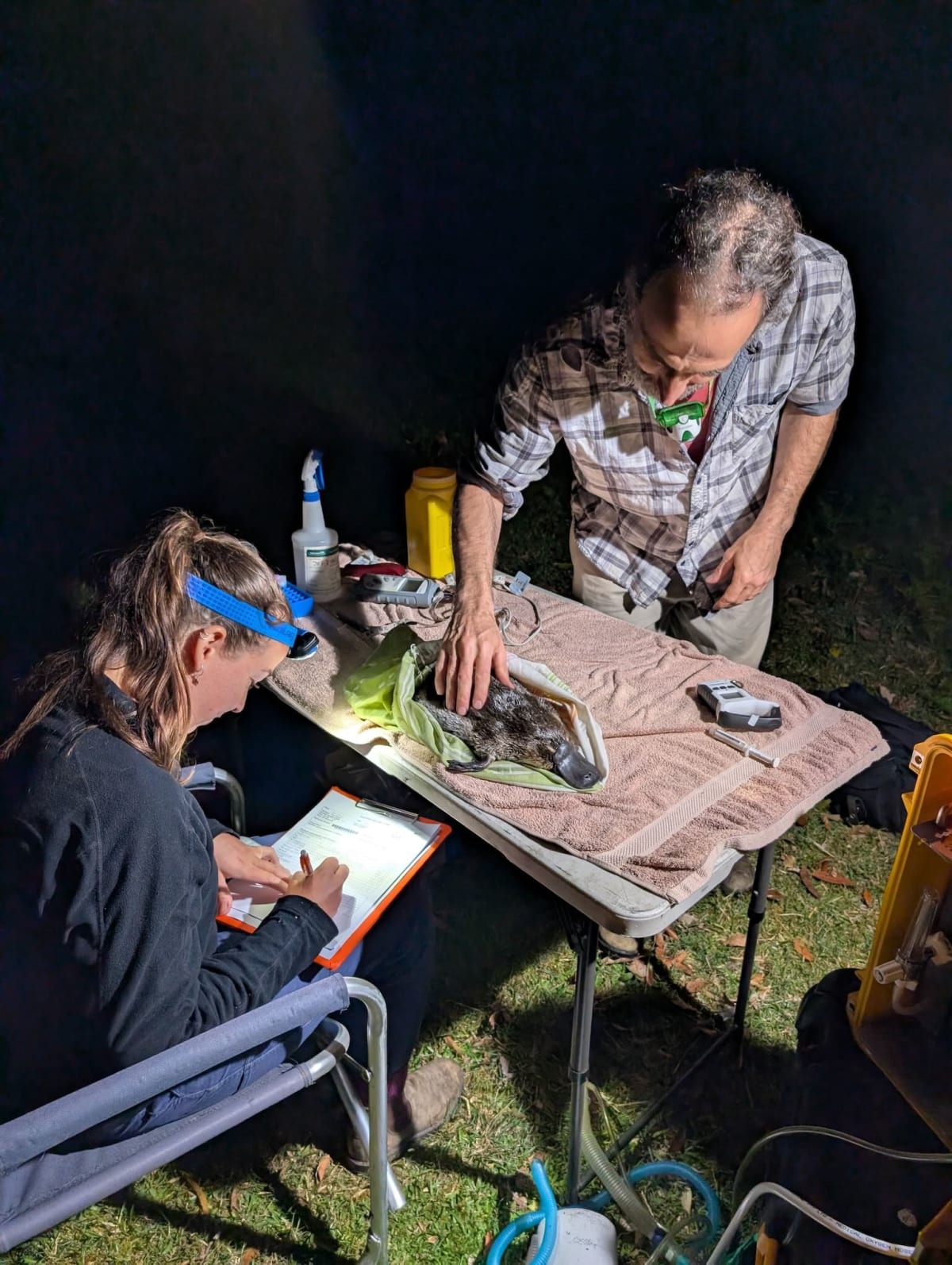 Platypuses Thrive After Return to Sydney National Park - Image 4
