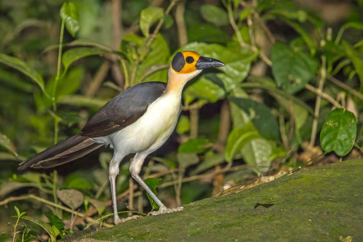 Rare Bird Thrives in West Africa's Last Intact Rainforest - Image 2