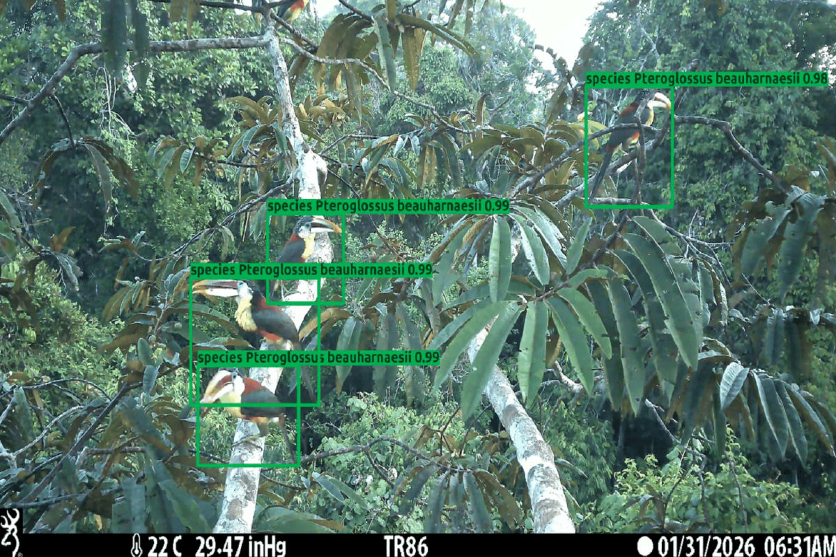 New AI Spots 63 Tree Species With 95% Accuracy - Image 4