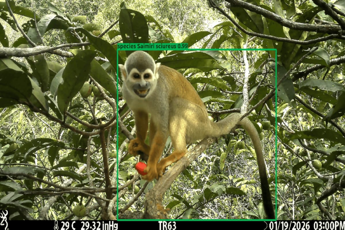 New AI Spots 63 Tree Species With 95% Accuracy - Image 5